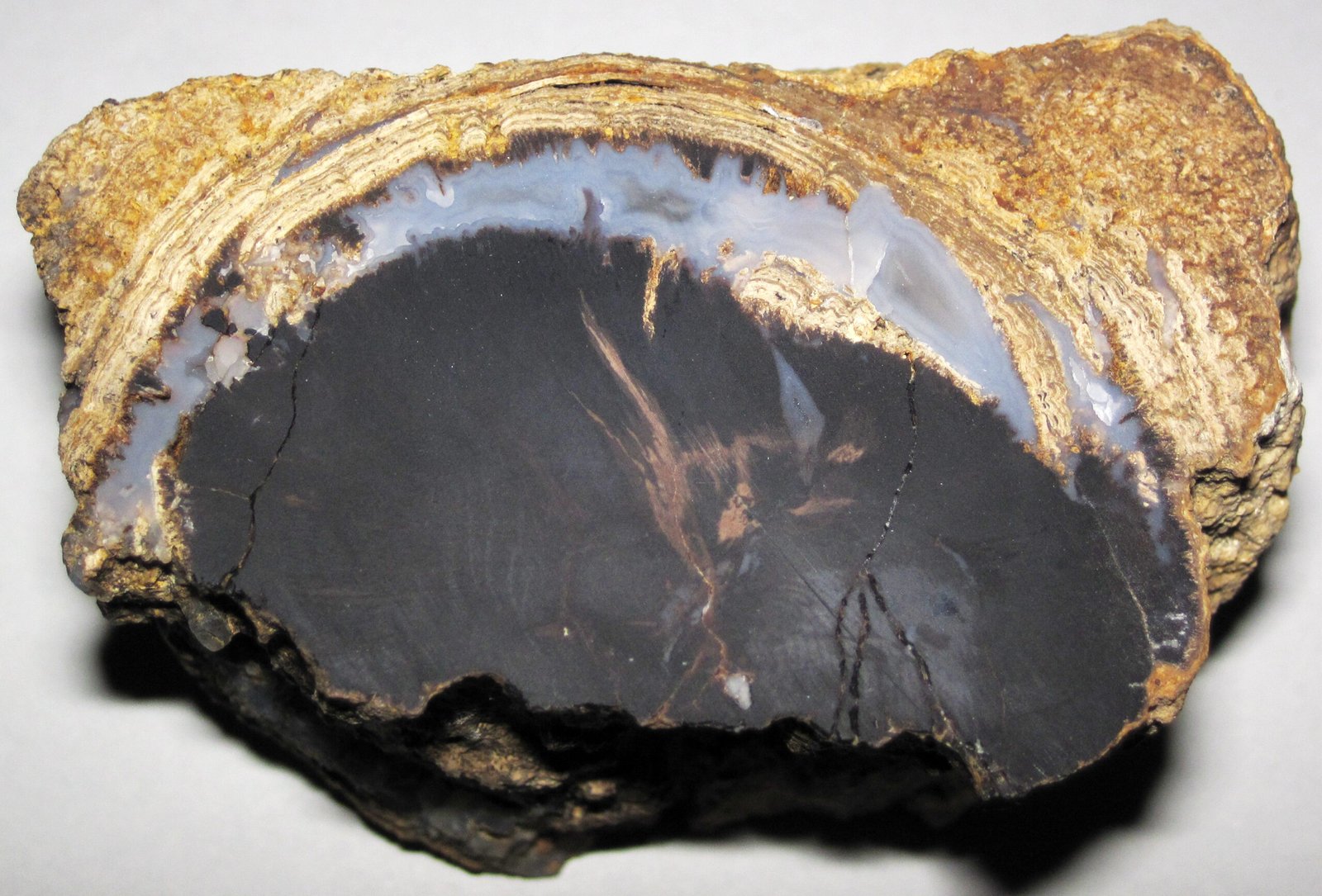 How Fossilized Forests End Up So Deep (image credits: wikimedia)