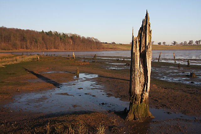 The Global Distribution of Submerged Forests (image credits: wikimedia)