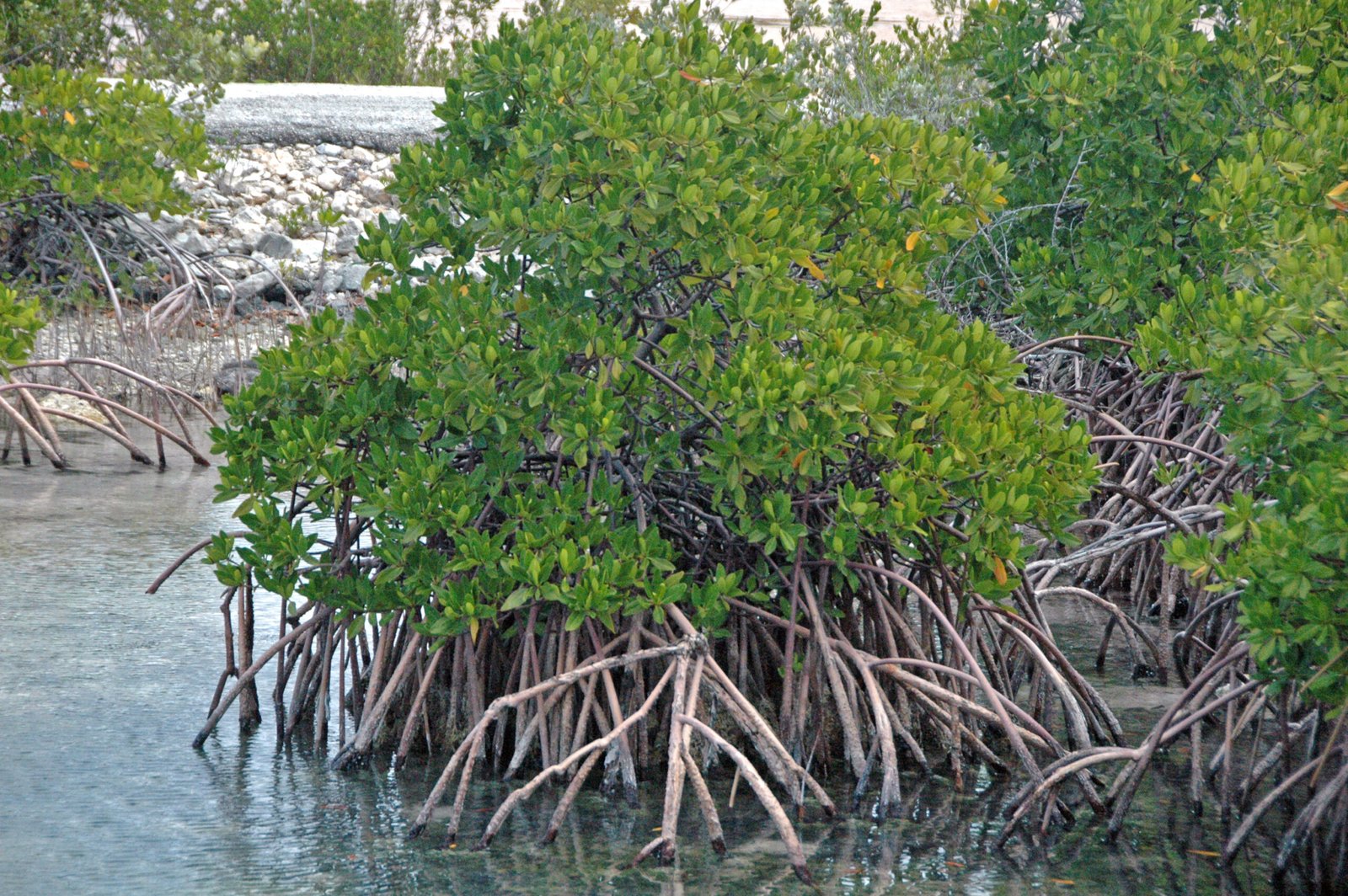 Preserving Submerged Forests for Future Generations (image credits: wikimedia)