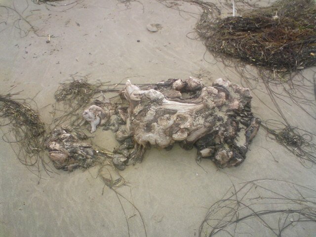 Could Fossilized Forests Predict Our Future? (image credits: wikimedia)