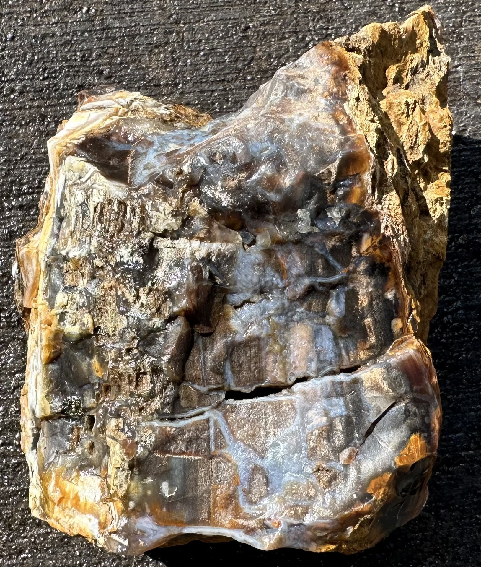 Fossilized Forests on the Ocean Floor May Be the Key to Ancient Climate Mysteries