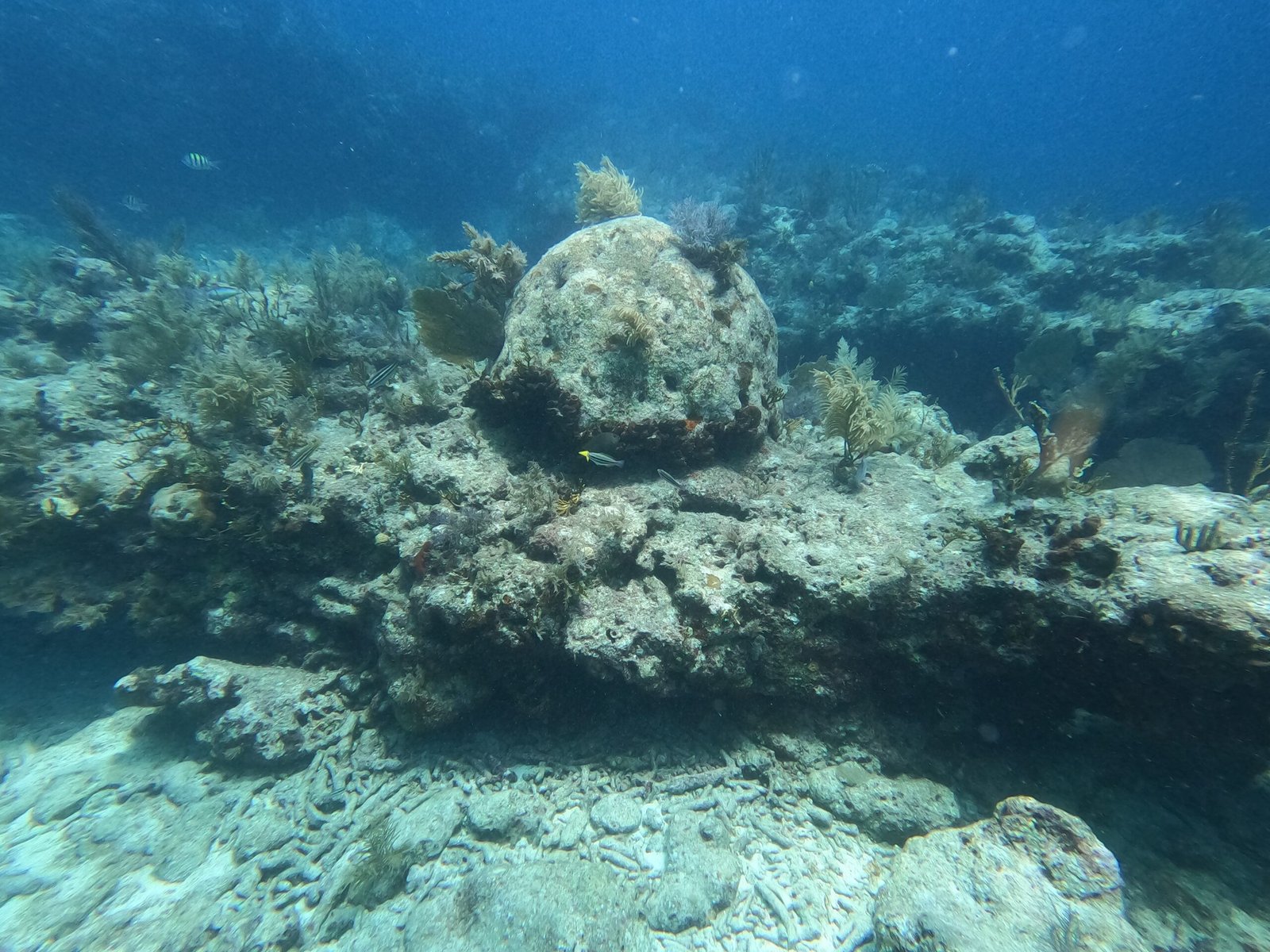 The Silence of a Dying Reef (image credits: wikimedia)