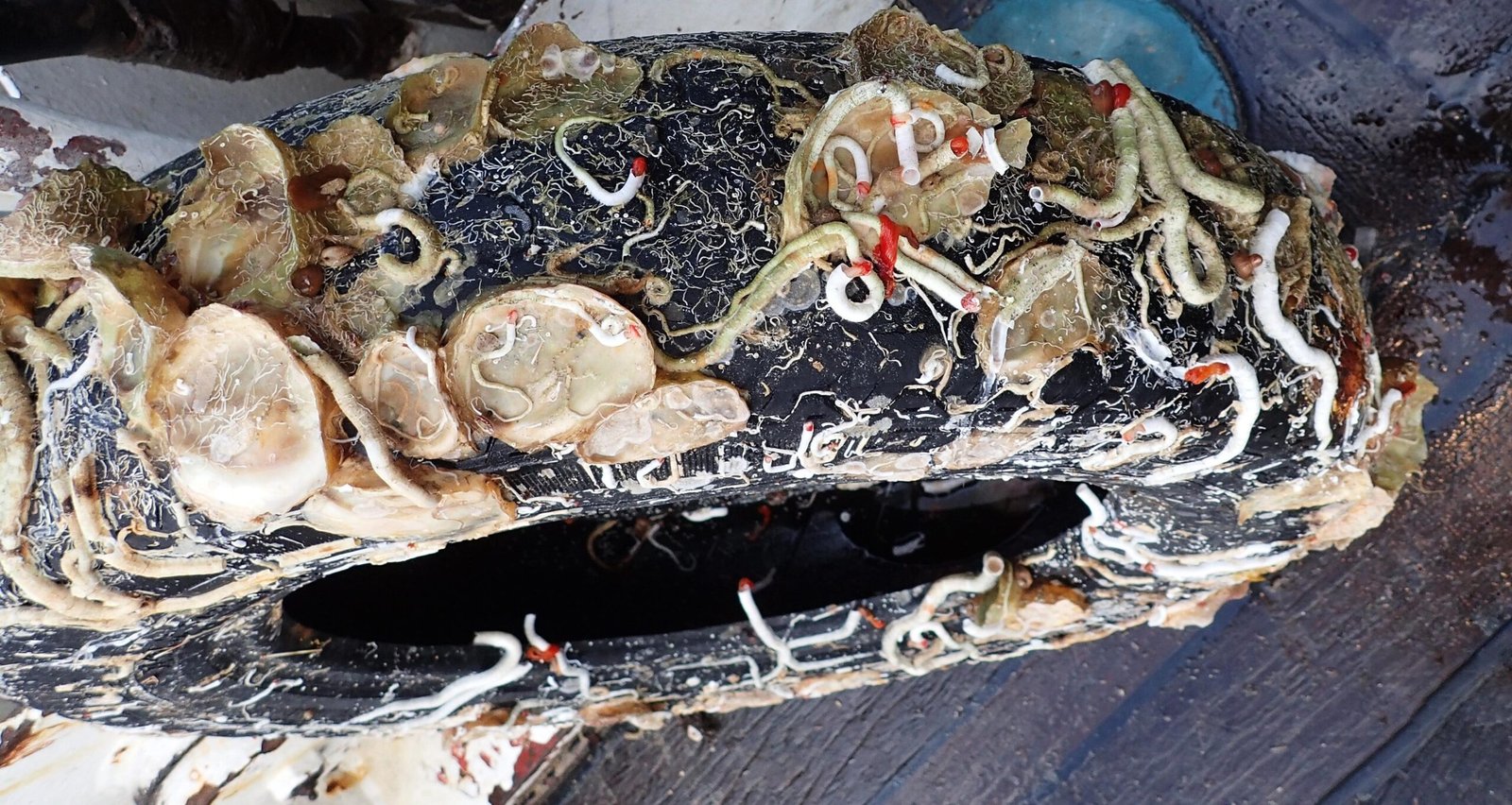 Threats to the Reef’s Sonic World (image credits: wikimedia)