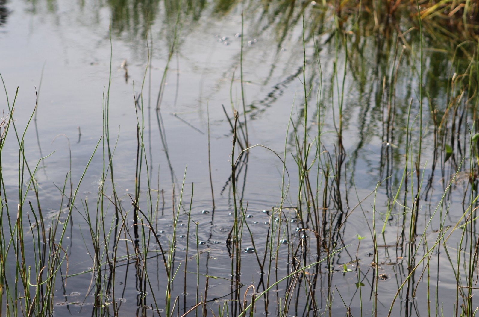 Climate Change: Turning Up the Bubble Rate (image credits: wikimedia)