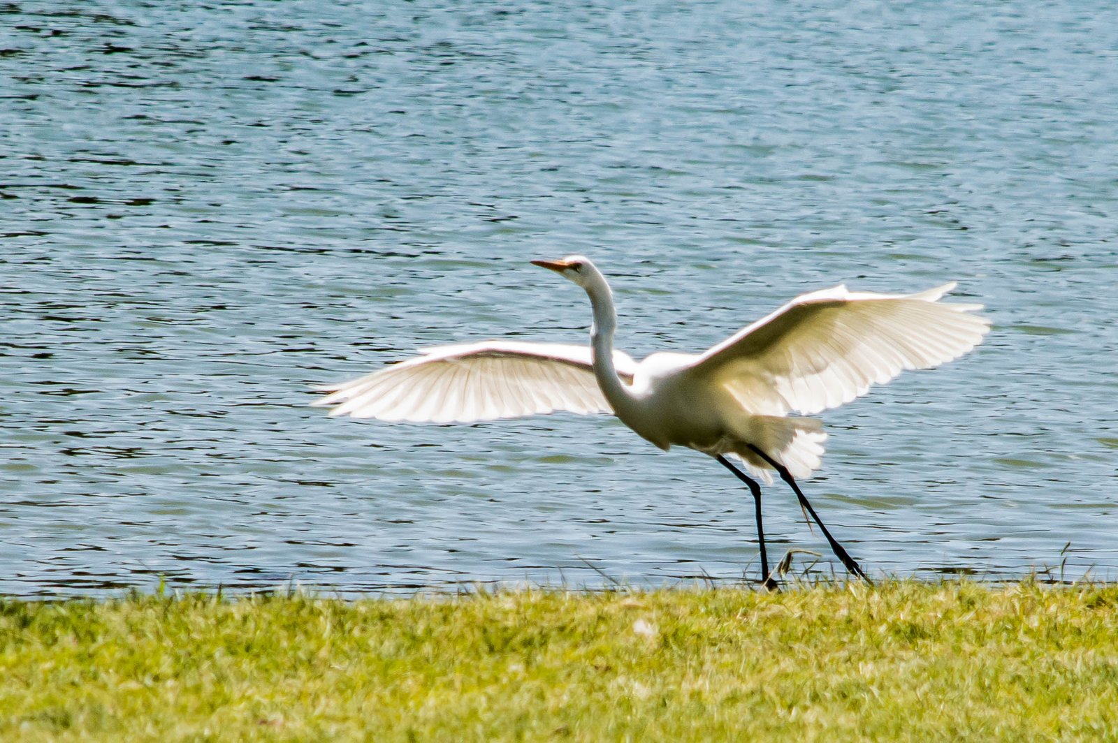 What Does This Mean for Our Carbon Future? (image credits: wikimedia)