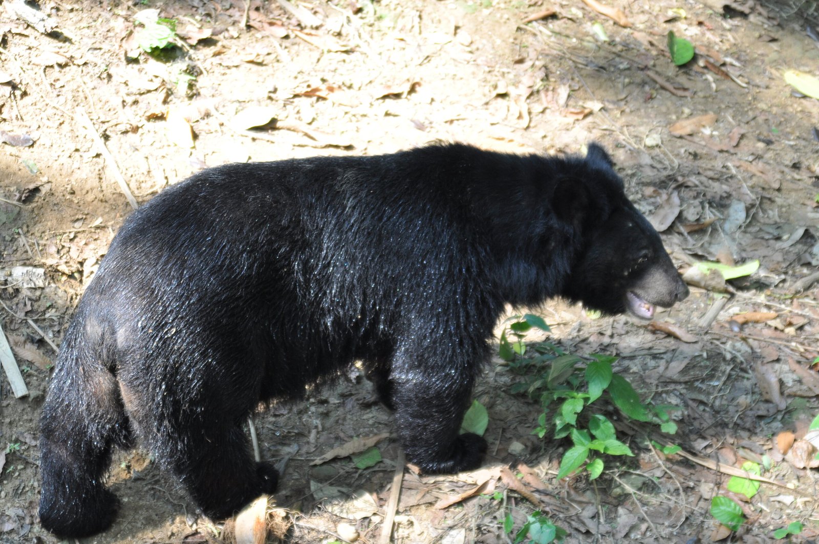 The Origins of Bear Bile Use (image credits: wikimedia)
