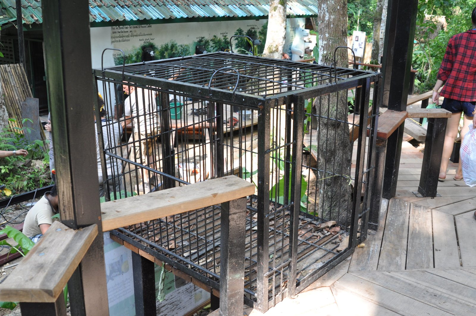 How Bear Bile is Harvested (image credits: wikimedia)