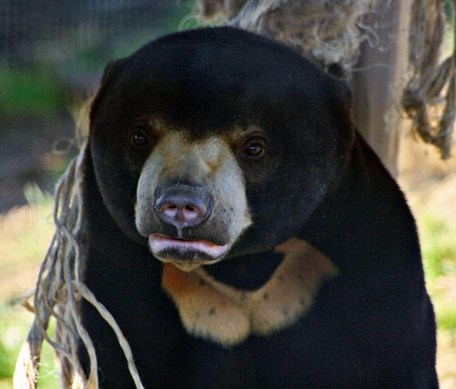 The Science Behind Bear Bile’s Alleged Benefits (image credits: wikimedia)