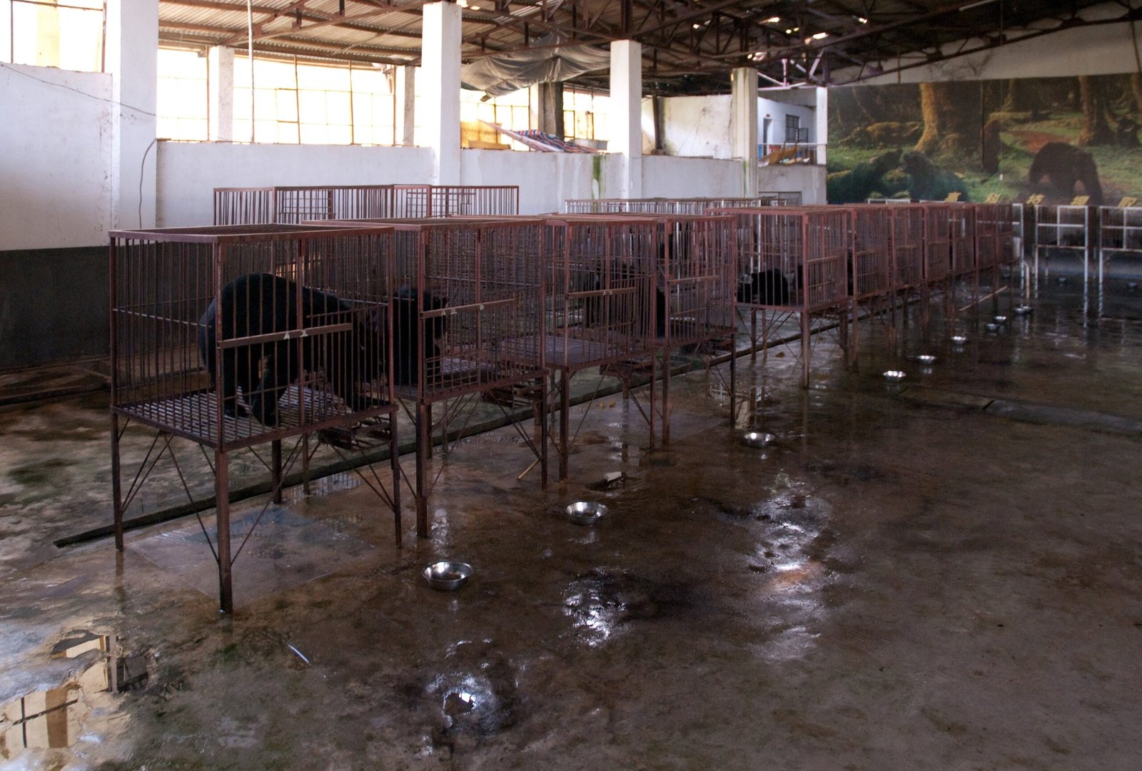 Bear Welfare and Living Conditions on Farms (image credits: wikimedia)
