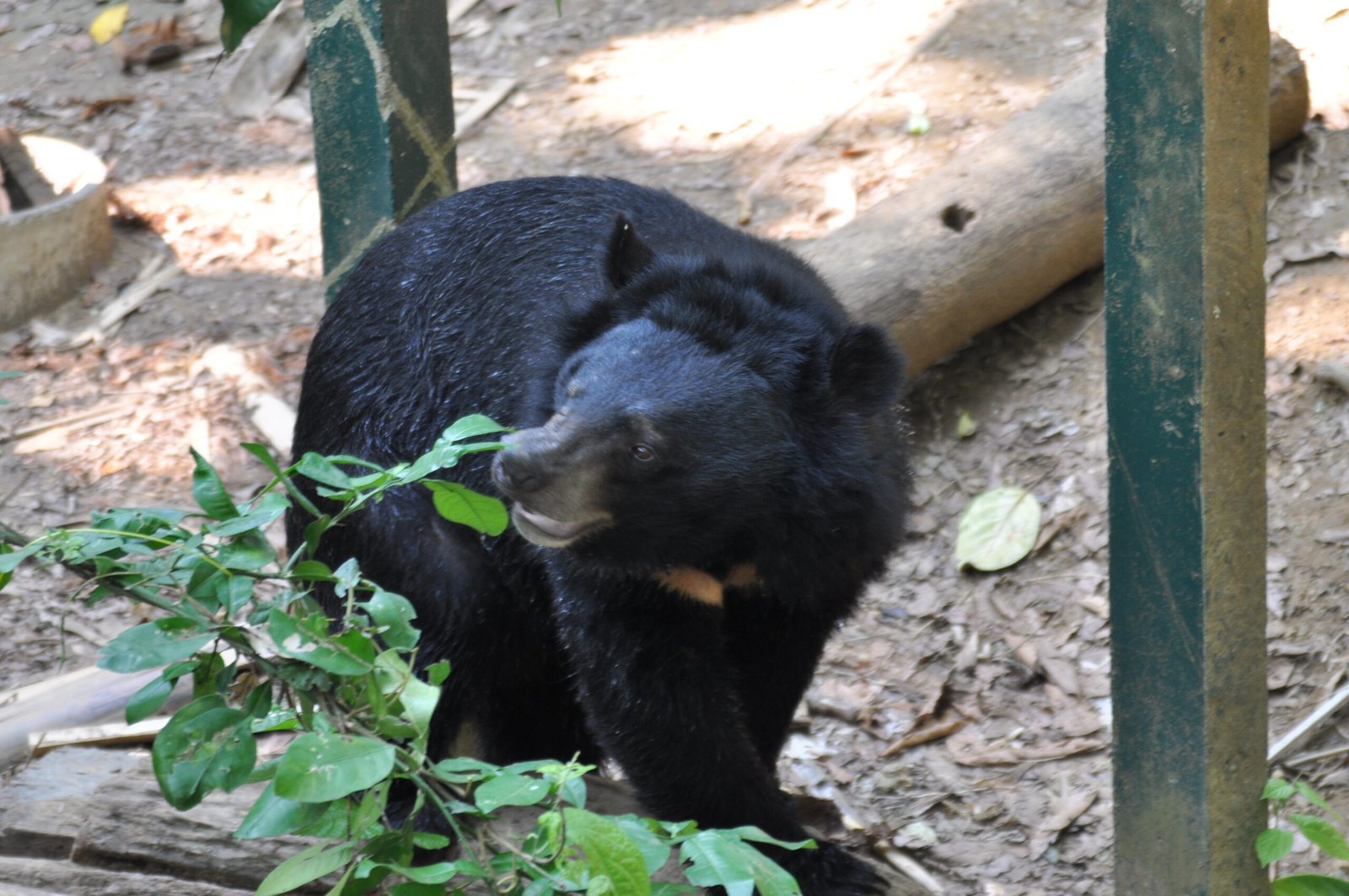 Rescue and Rehabilitation of Bile Bears (image credits: wikimedia)