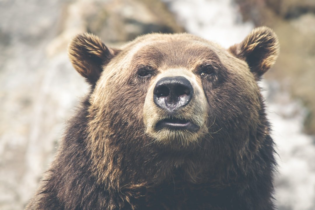 Impact on Bear Populations in the Wild (image credits: unsplash)