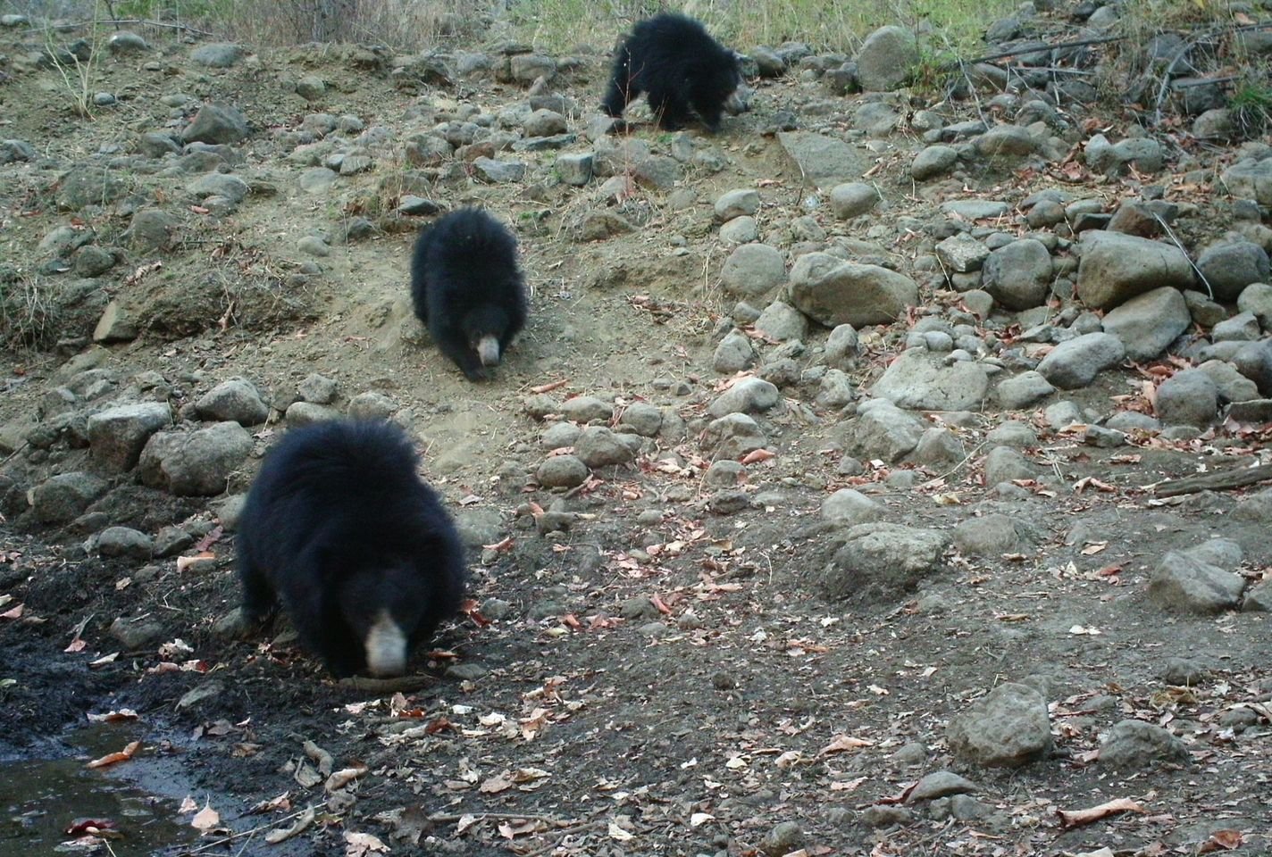Conservation Efforts and Success Stories (image credits: wikimedia)