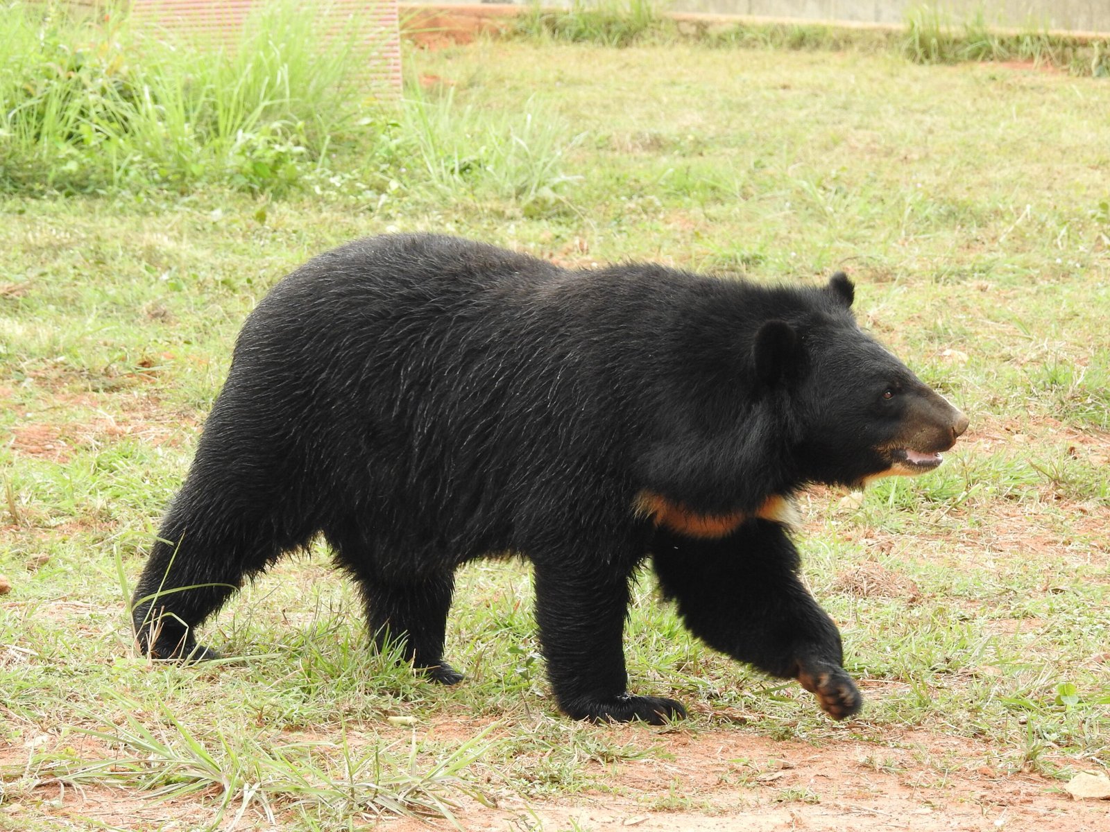 The Global Conversation on Wildlife Ethics (image credits: wikimedia)