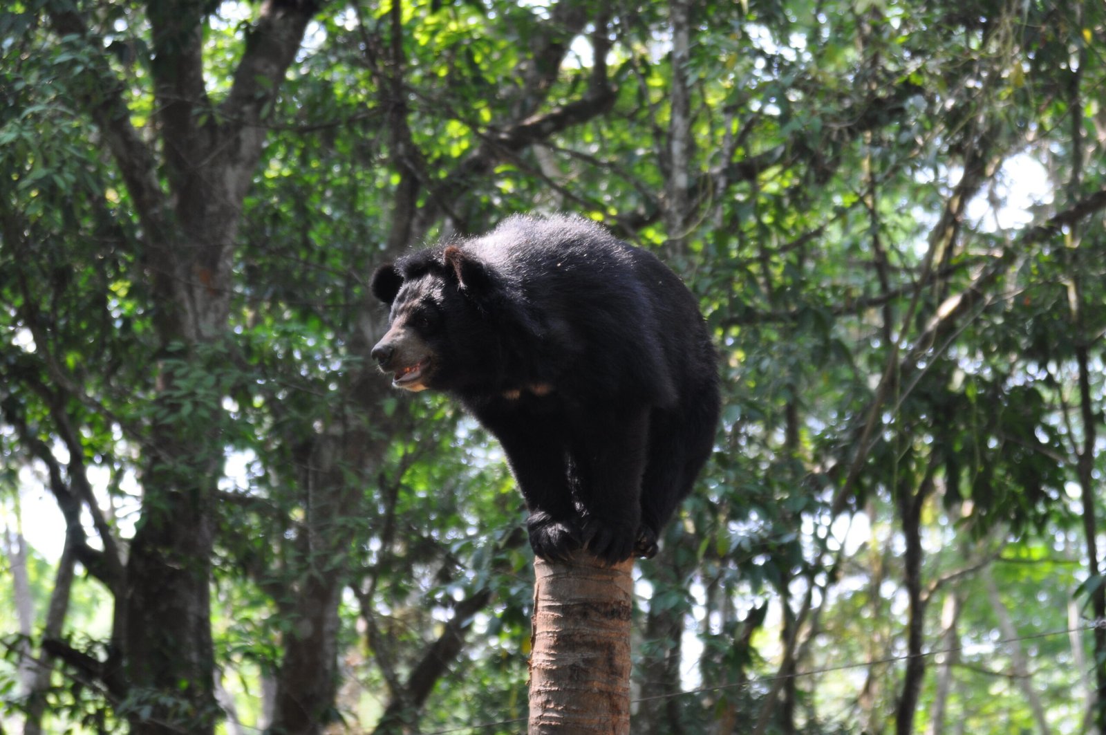 What Lies Ahead for Bears and People (image credits: wikimedia)