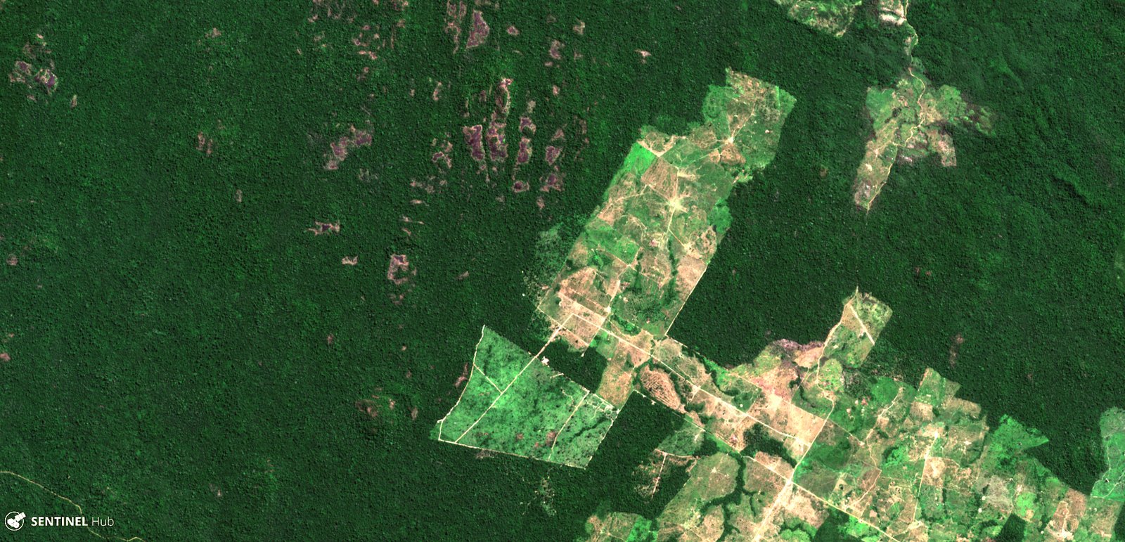 The Patchwork Forest: What the Data Reveals (image credits: wikimedia)
