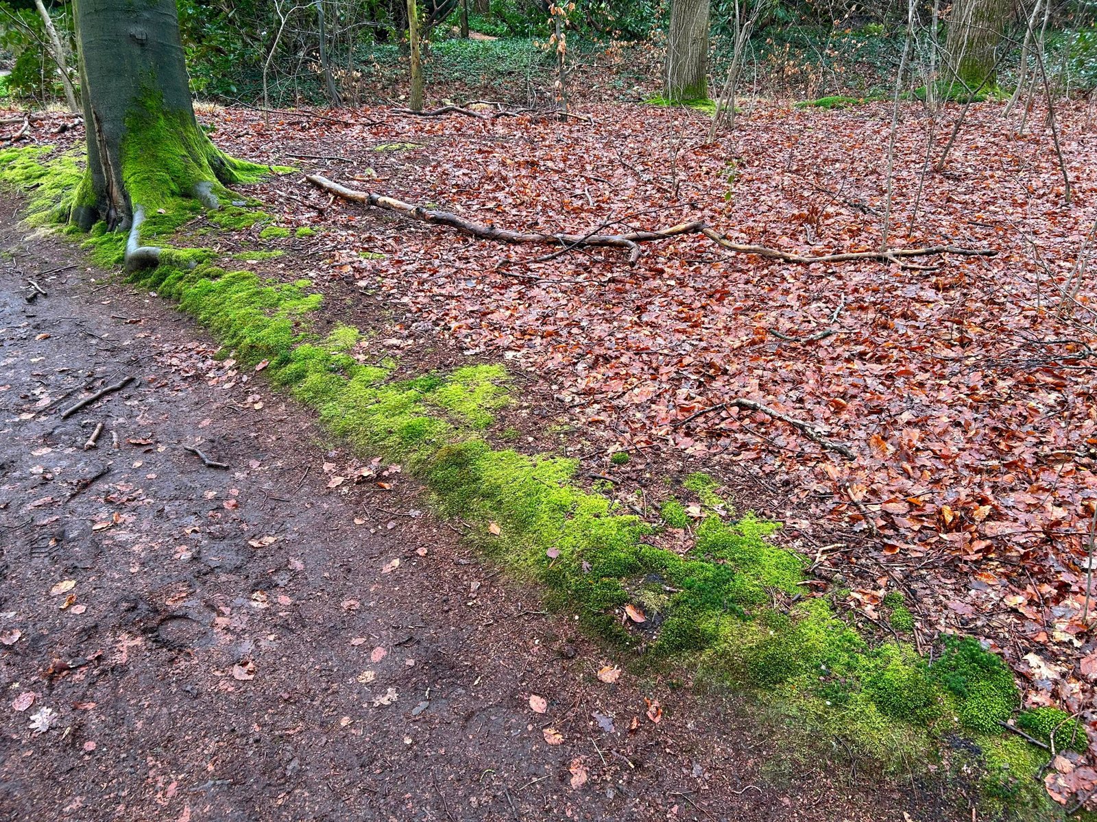 Edge Effects: Life on the Border (image credits: wikimedia)