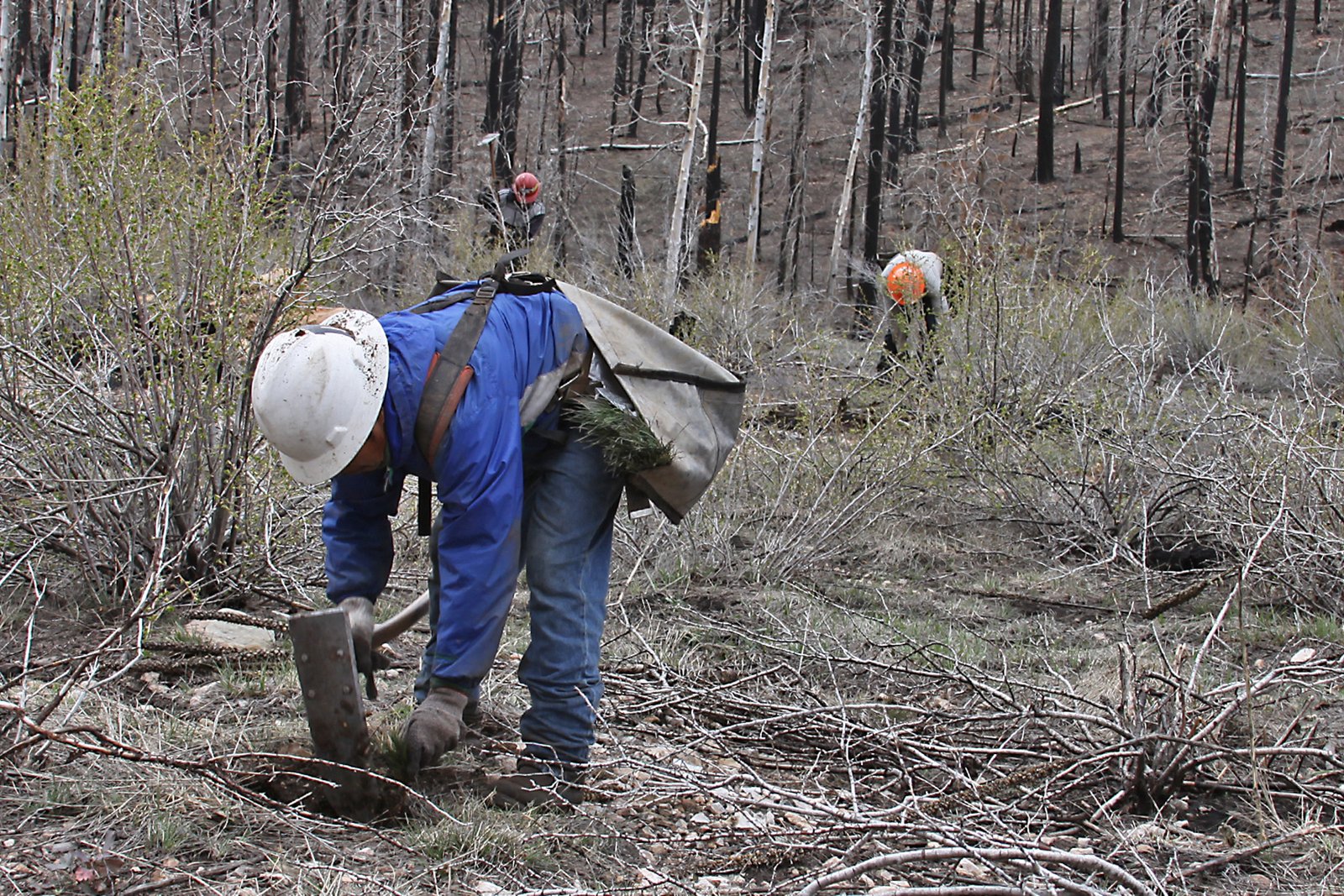 Conservation Successes: Glimmers of Hope (image credits: wikimedia)