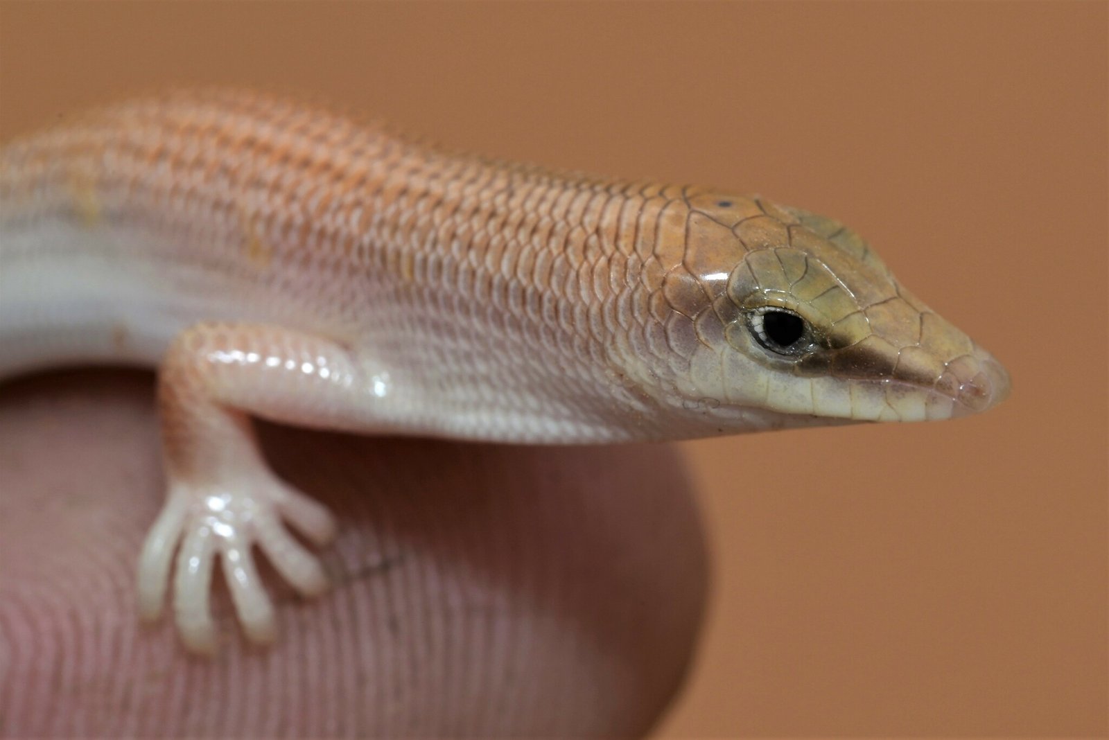 The Unexpected Champion of the Dunes (image credits: wikimedia)