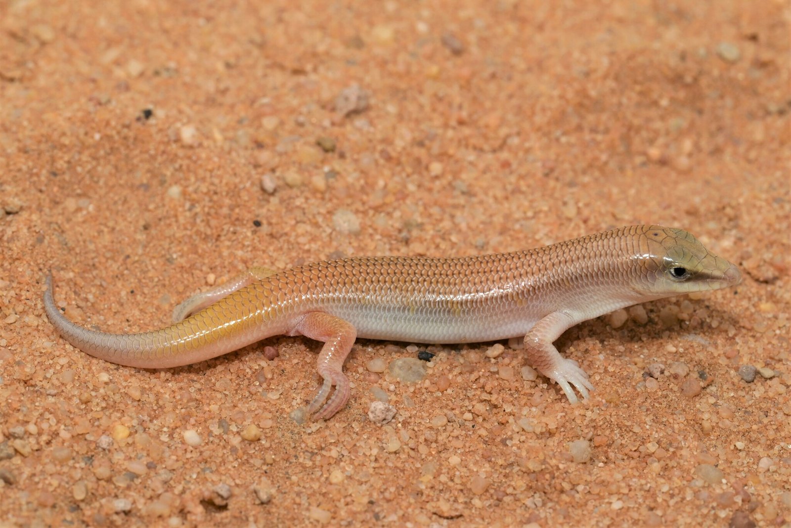 The Sandfish Skink: Nature’s Living Submarine (image credits: wikimedia)