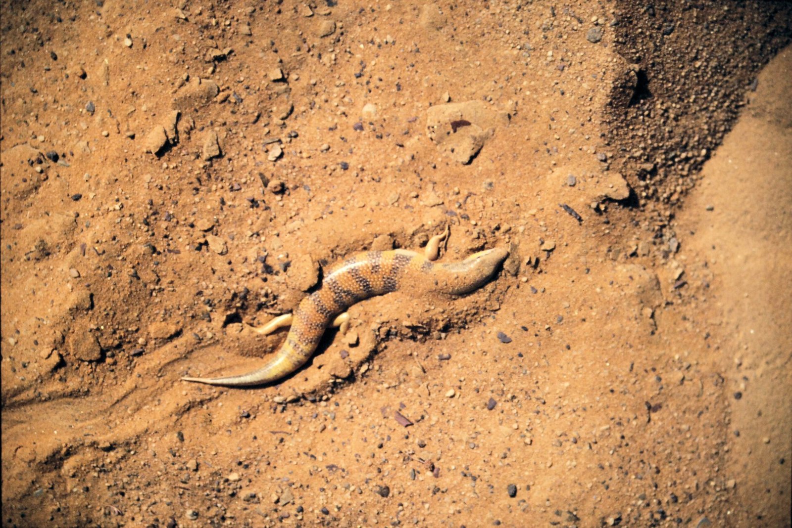 Armor in Action: Defense Against Predators (image credits: wikimedia)