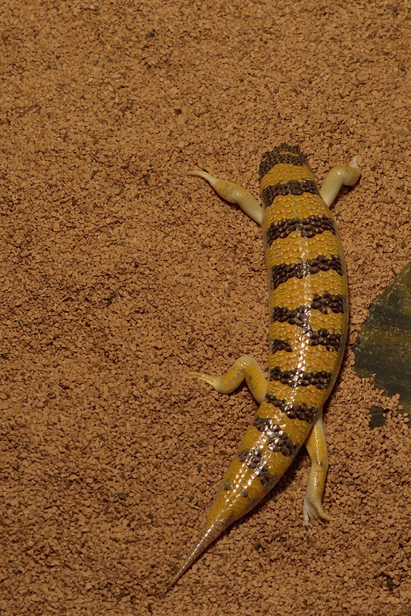 Behavioral Brilliance: Instincts That Build Armor (image credits: wikimedia)