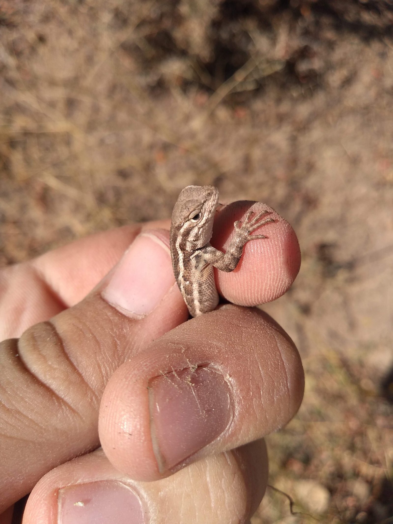 Learning from the Lizard: Lessons in Adaptation (image credits: wikimedia)