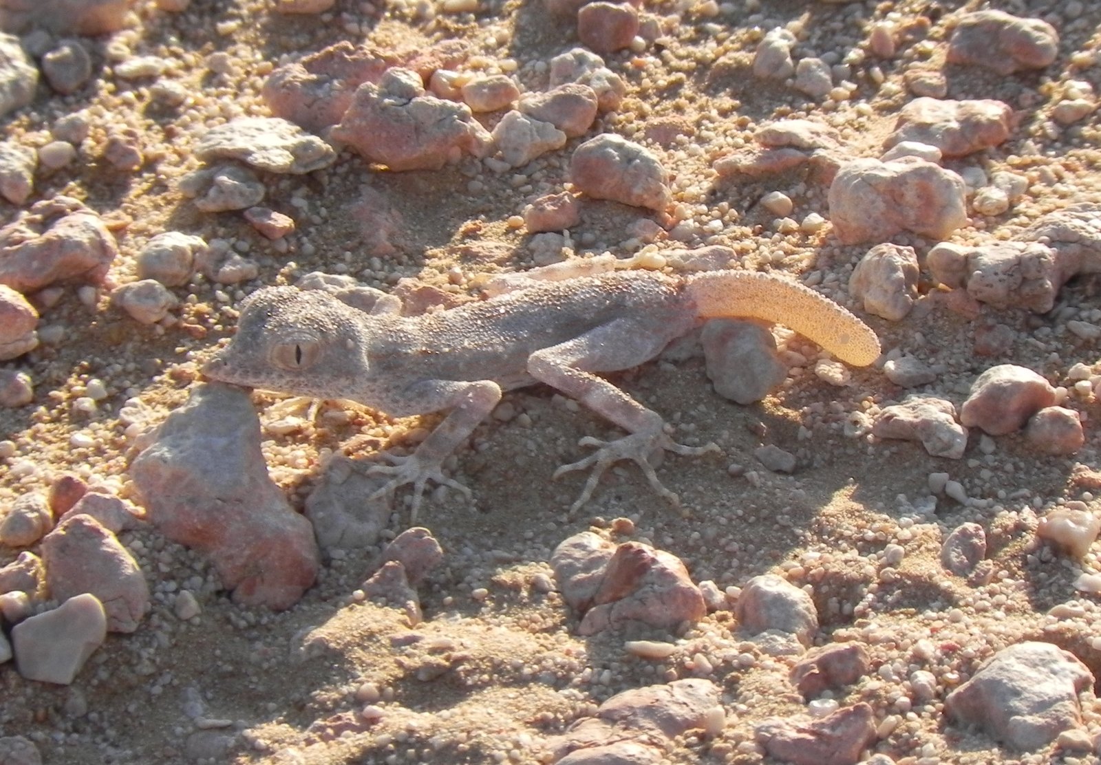 Conservation Concerns: Protecting the Masters of the Sands (image credits: wikimedia)