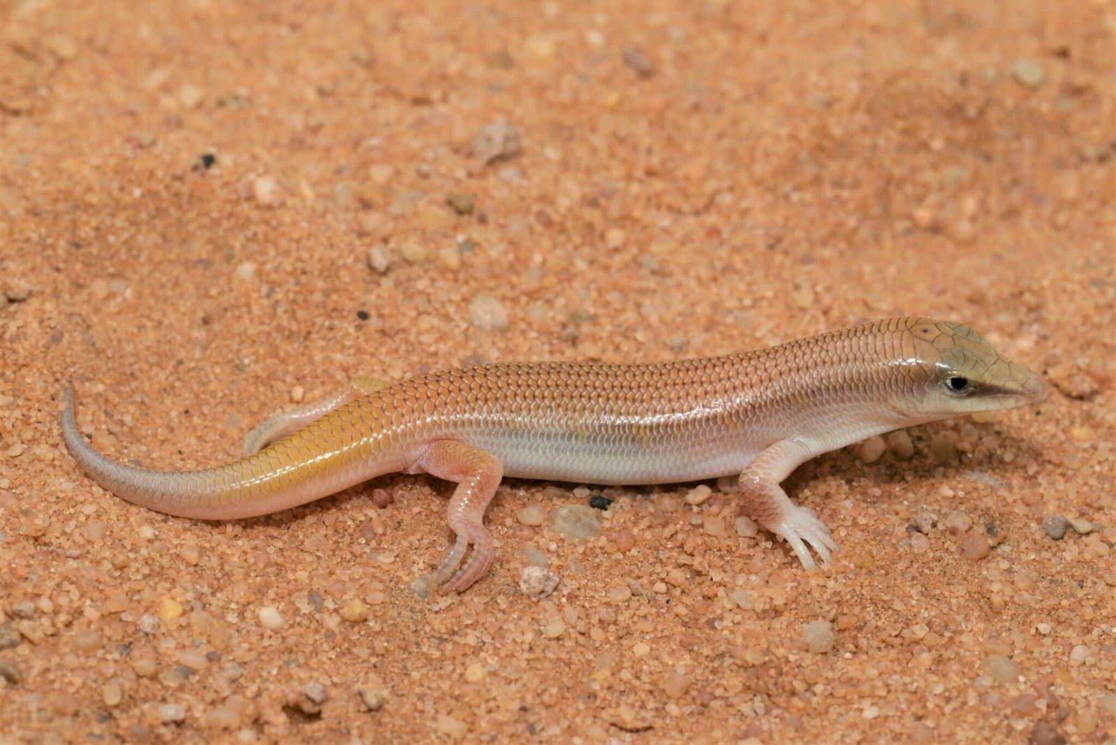 This Desert Lizard Can Turn Sand Into Armor