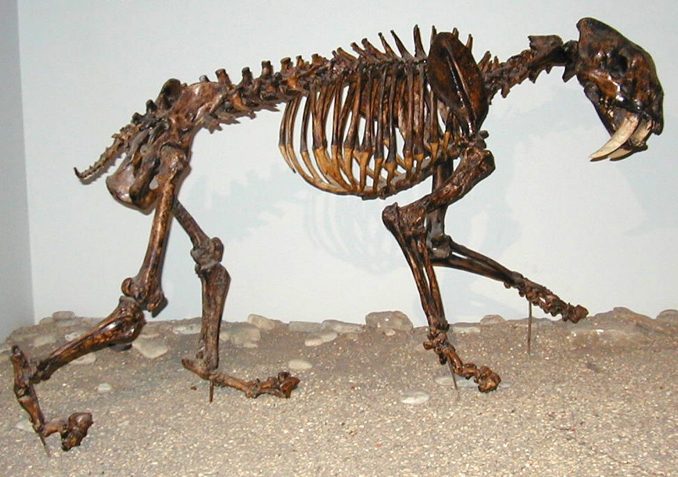 Surprising Finds: Beyond Mammoths (image credits: wikimedia)