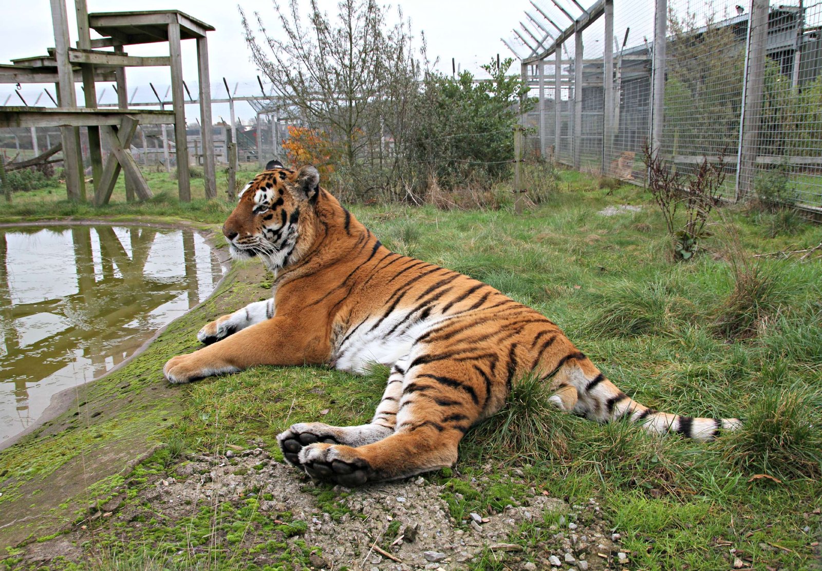 The Origins of Tiger Farming (image credits: wikimedia)