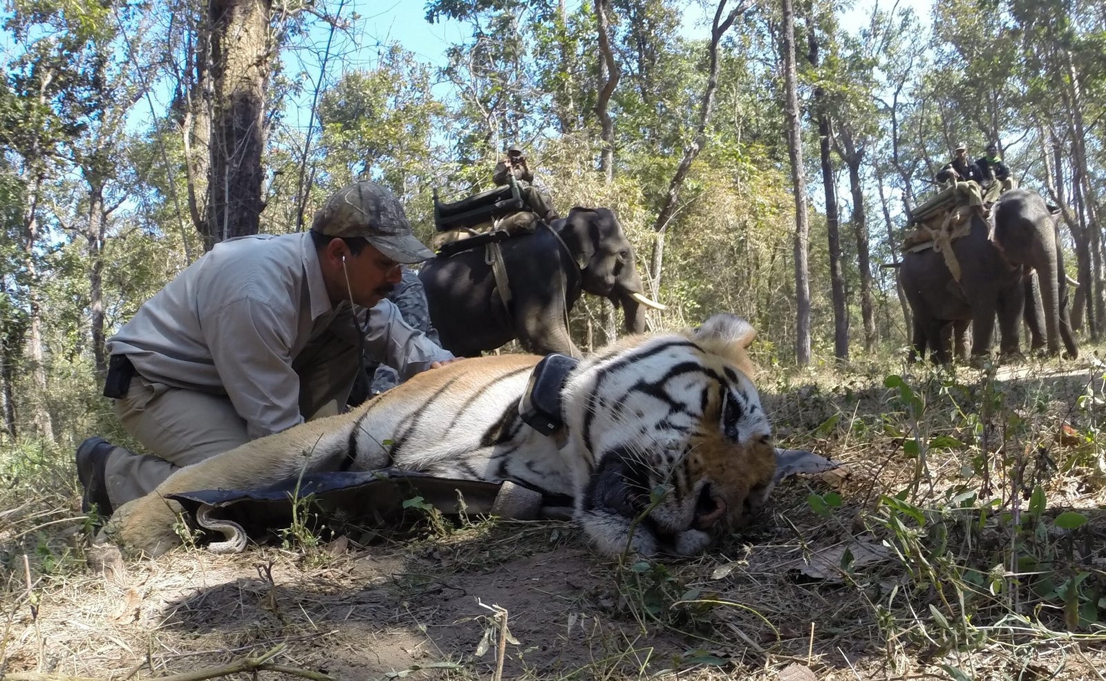 Impact on Illegal Poaching (image credits: wikimedia)