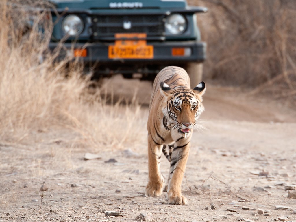 Tourism’s Double-Edged Sword (image credits: wikimedia)