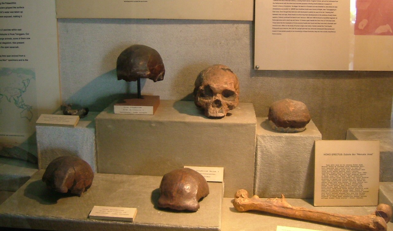 Unearthing History: The First Discoveries in Java (image credits: wikimedia)