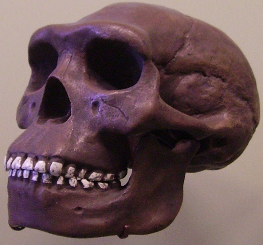 The Mystery of the Java Man (image credits: wikimedia)