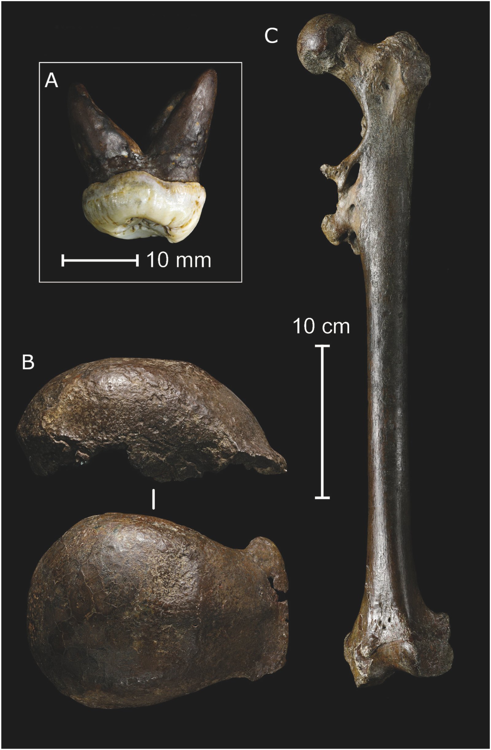 Giant Neighbors: The Megafauna of Old Java (image credits: wikimedia)