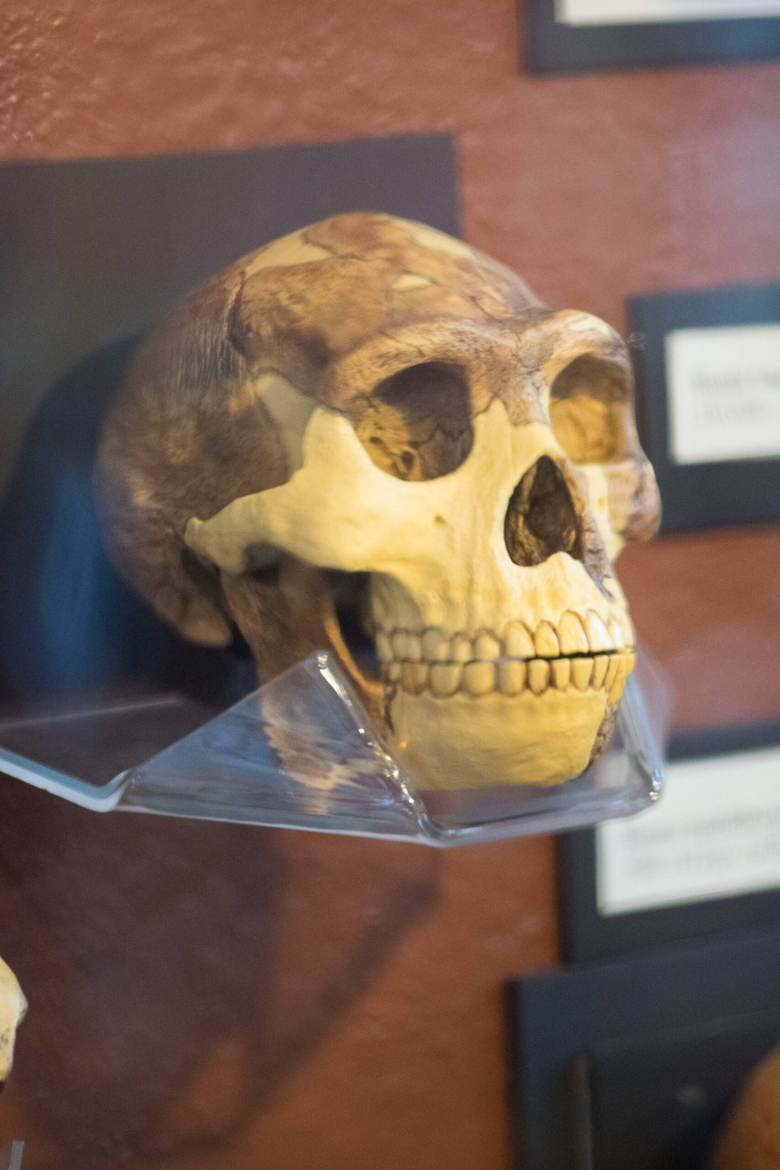 The Ongoing Debate: Direct Ancestor or Distant Cousin? (image credits: wikimedia)