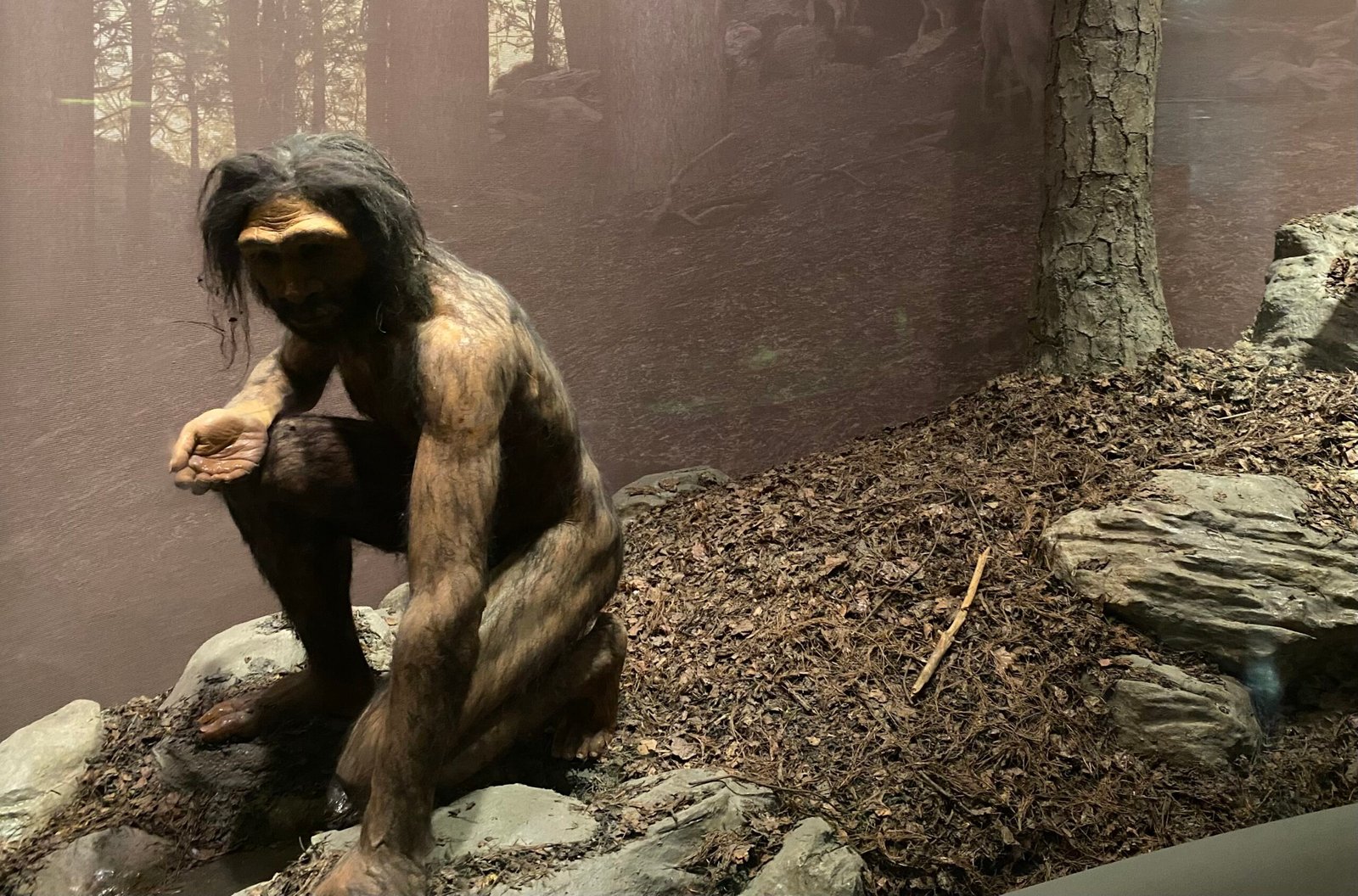 Unexpected Connections: Homo erectus and Modern Humans (image credits: wikimedia)