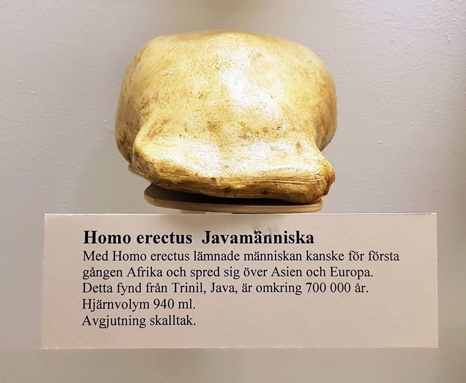 The Future of Fossil Research in Java (image credits: wikimedia)