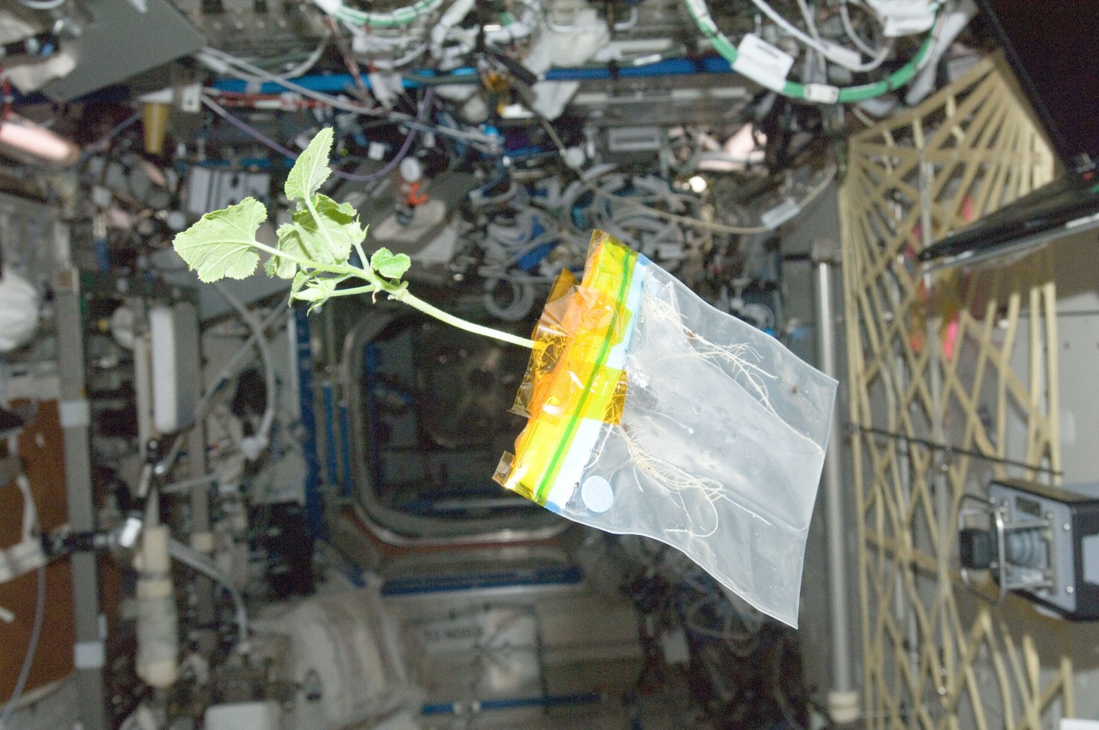 The Challenges of Microgravity: Plants Without Up or Down (image credits: wikimedia)