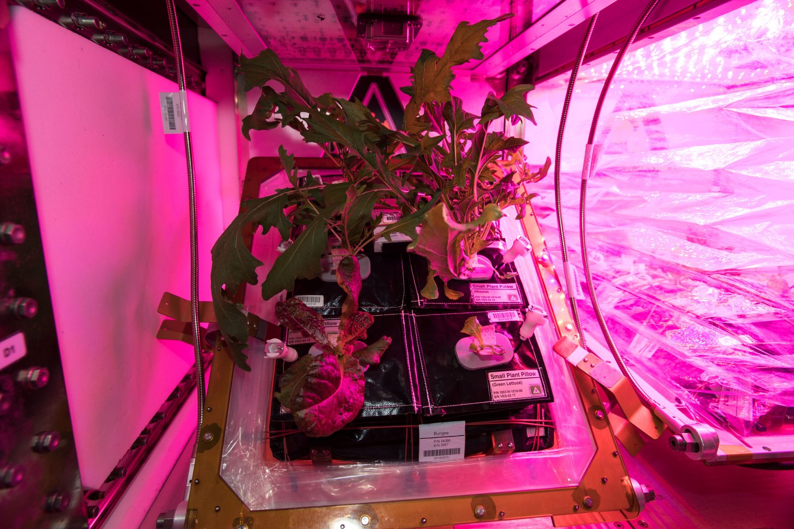 Why Lettuce? The Surprising Science Behind the Salad (image credits: wikimedia)