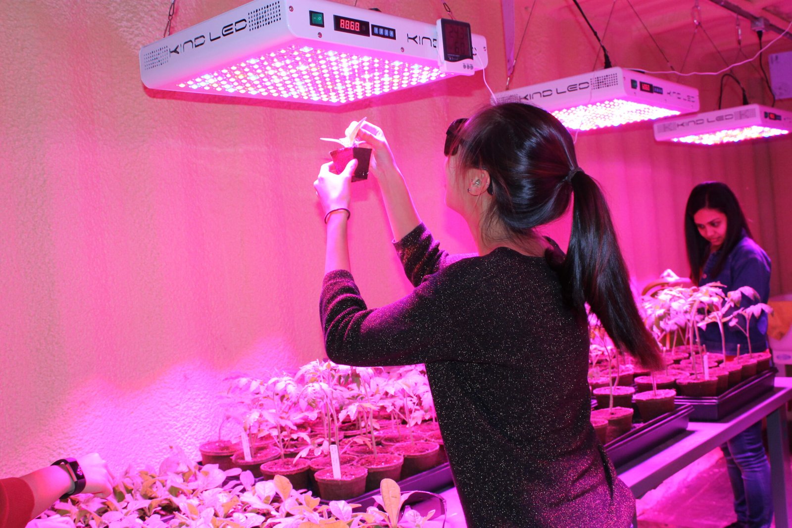 Lighting the Way: The Role of LEDs in Astro-Agriculture (image credits: wikimedia)