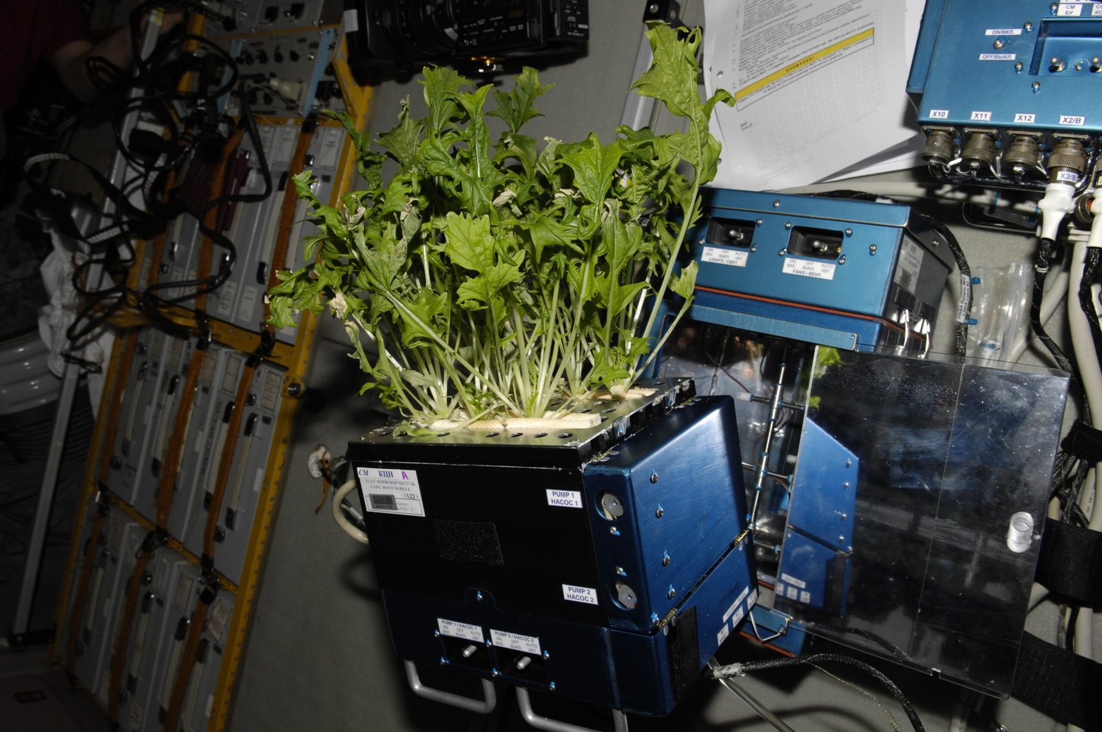 Microbes and Food Safety: Clean Greens in a Closed System (image credits: wikimedia)