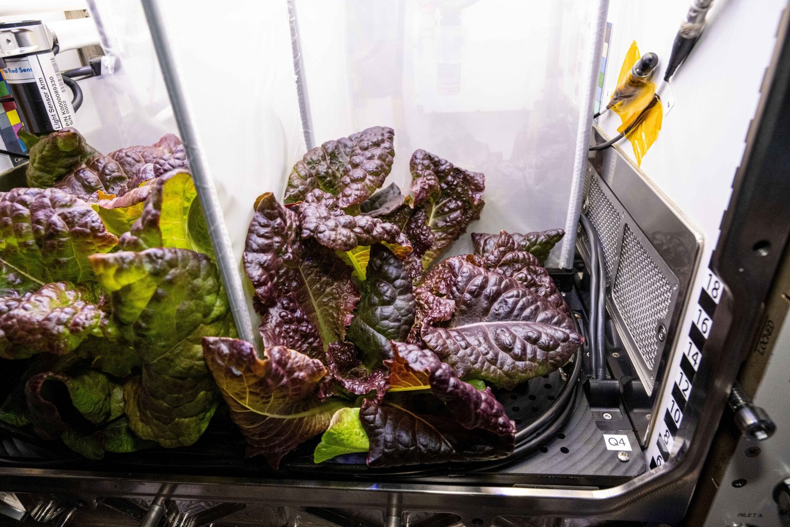 Adapting to Cosmic Radiation: Lettuce Under Fire (image credits: wikimedia)