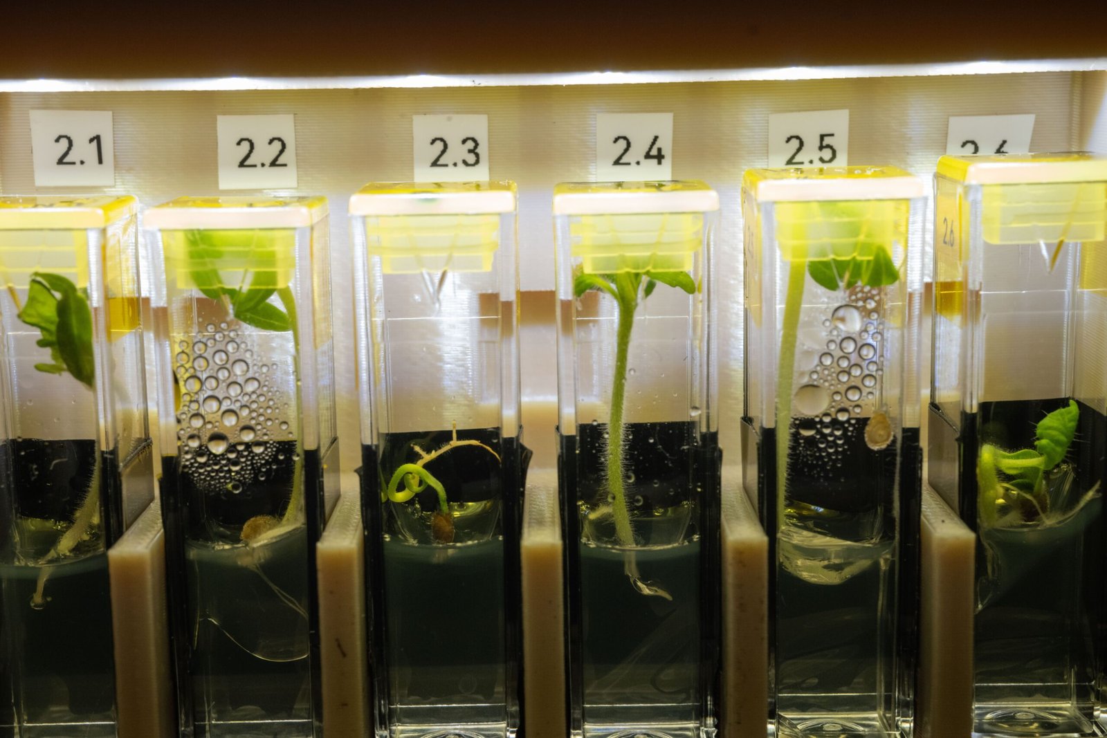 The Closed Loop: Recycling Air and Water with Plants (image credits: wikimedia)