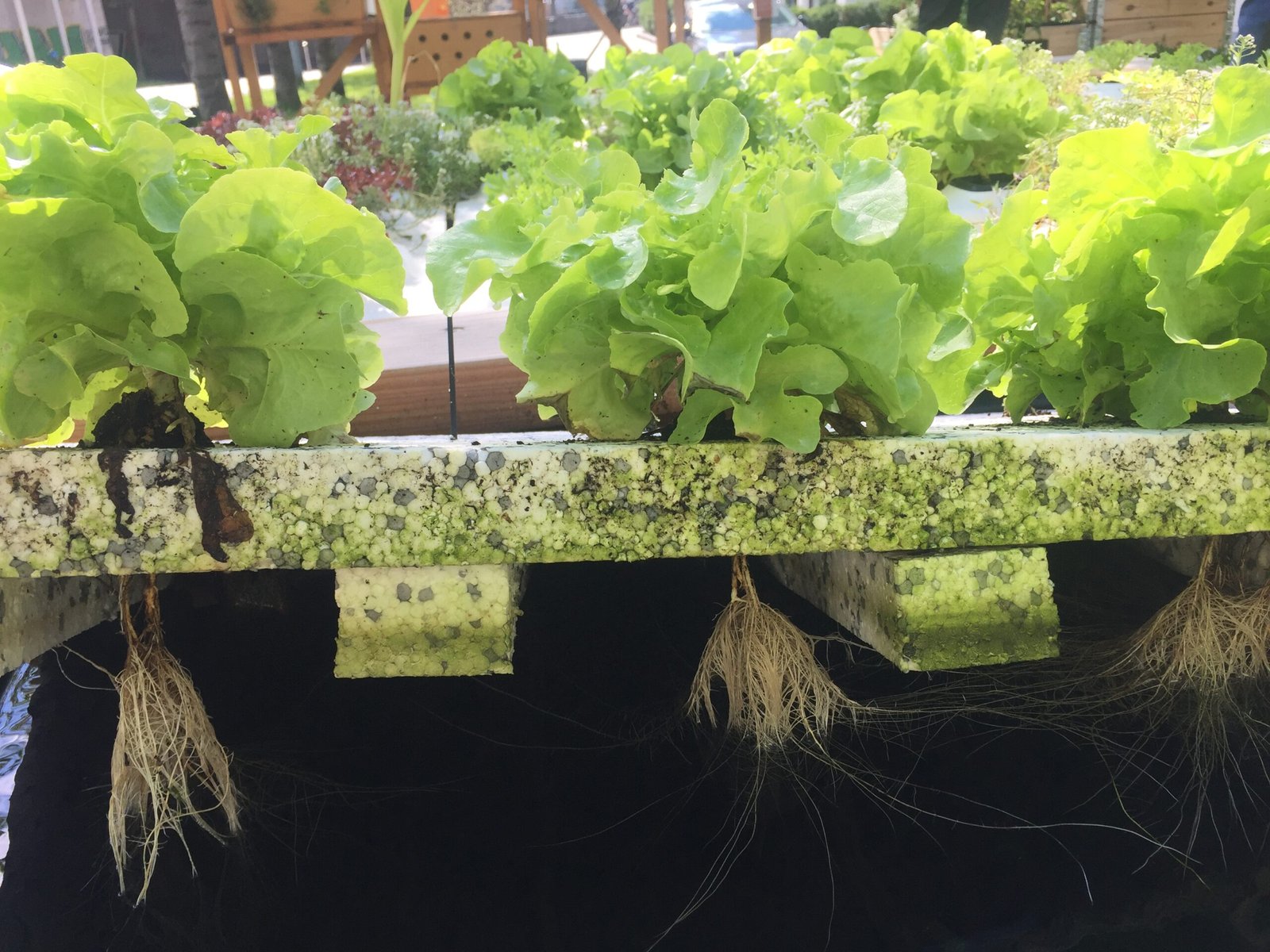 Earth Benefits: Bringing Space Farming Home (image credits: wikimedia)