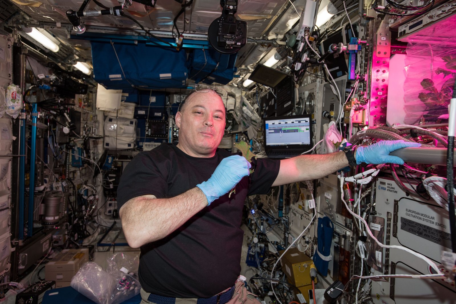 What Space Lettuce Really Means for Our Future (image credits: wikimedia)