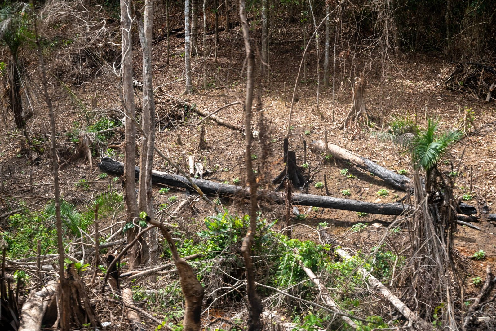 Tropical Forests: A Vanishing Paradise (image credits: wikimedia)