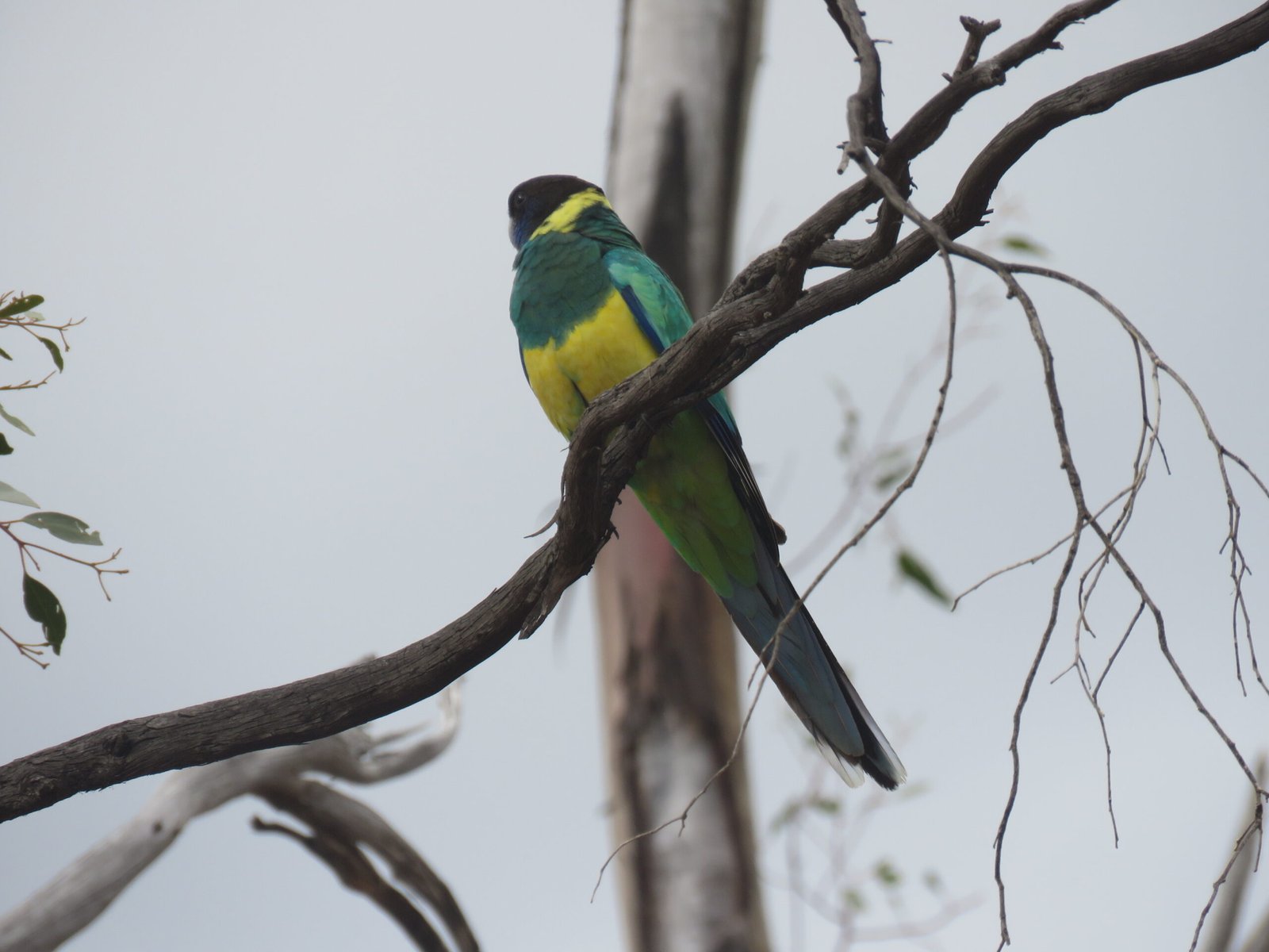 Human Communities and Parrots: A Complex Relationship (image credits: wikimedia)
