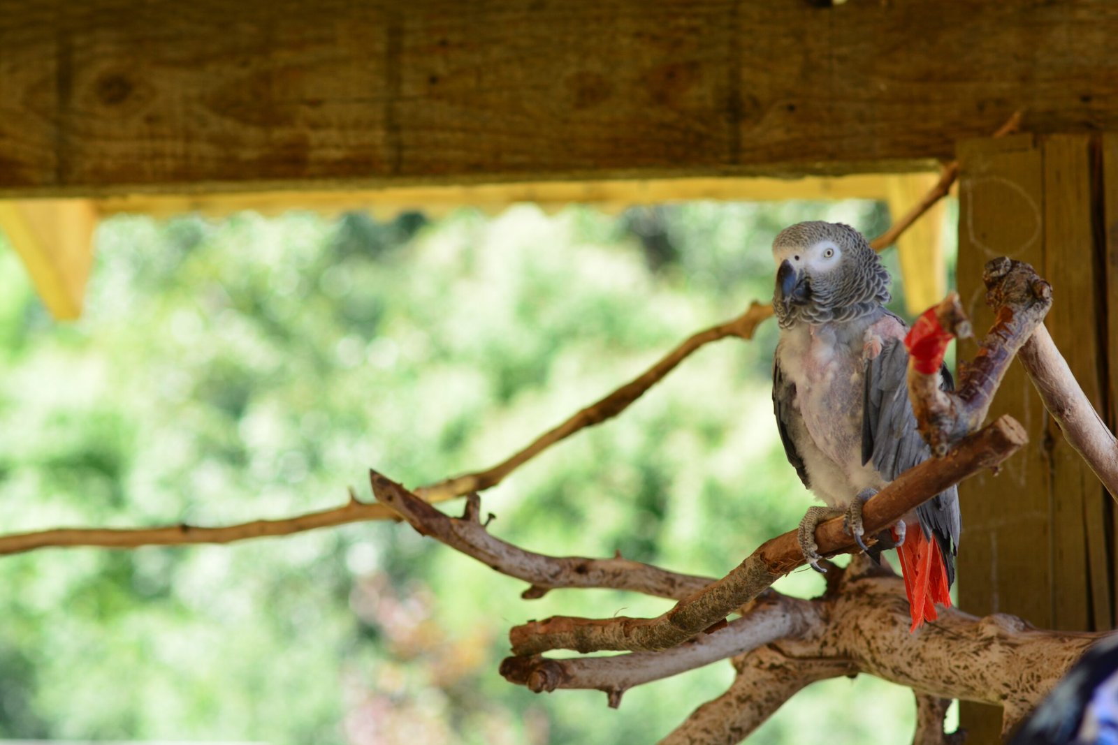 Protecting Parrots: International Laws and Agreements (image credits: wikimedia)