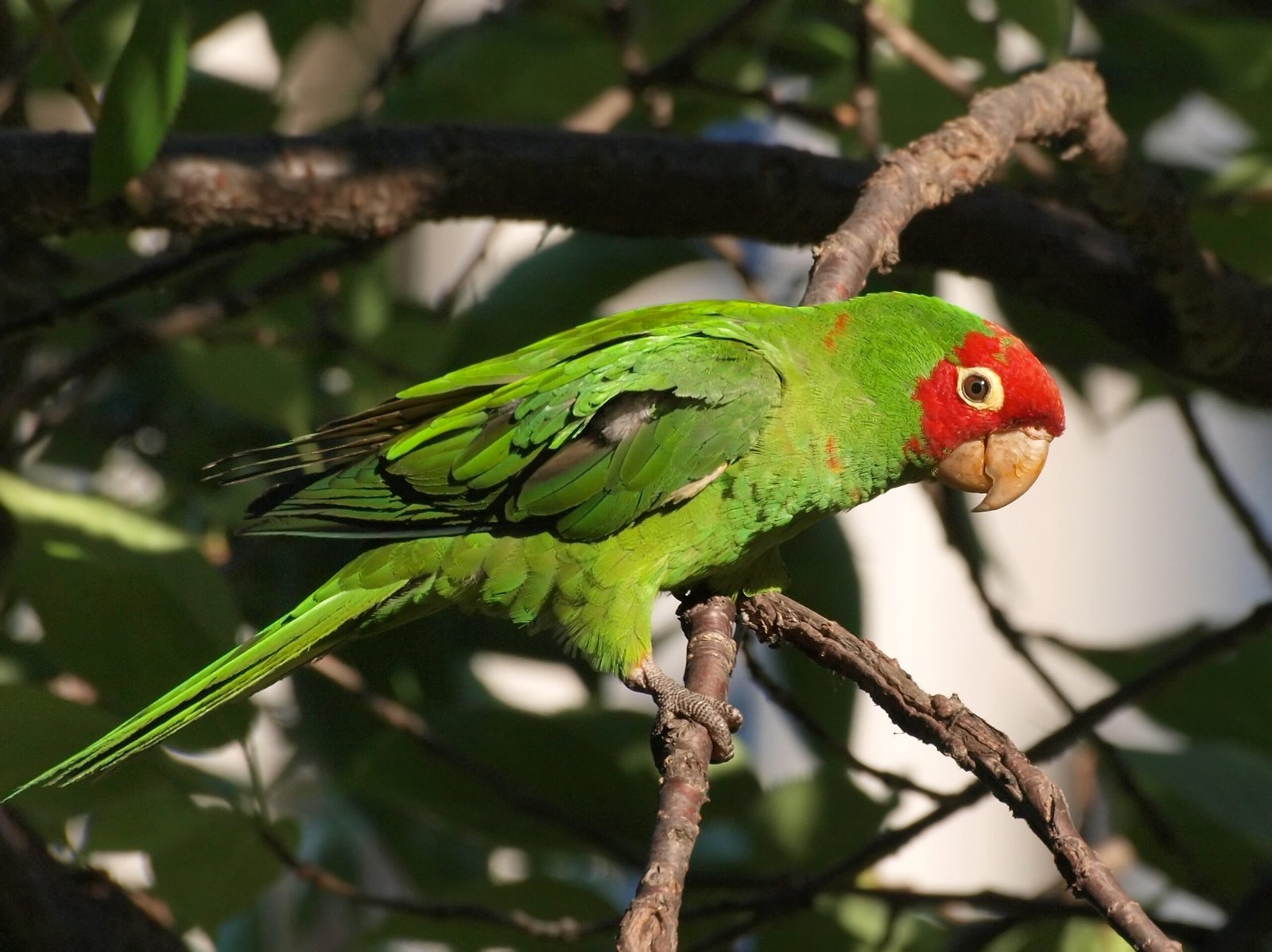 Urban Parrots: Adapting to New Frontiers (image credits: wikimedia)